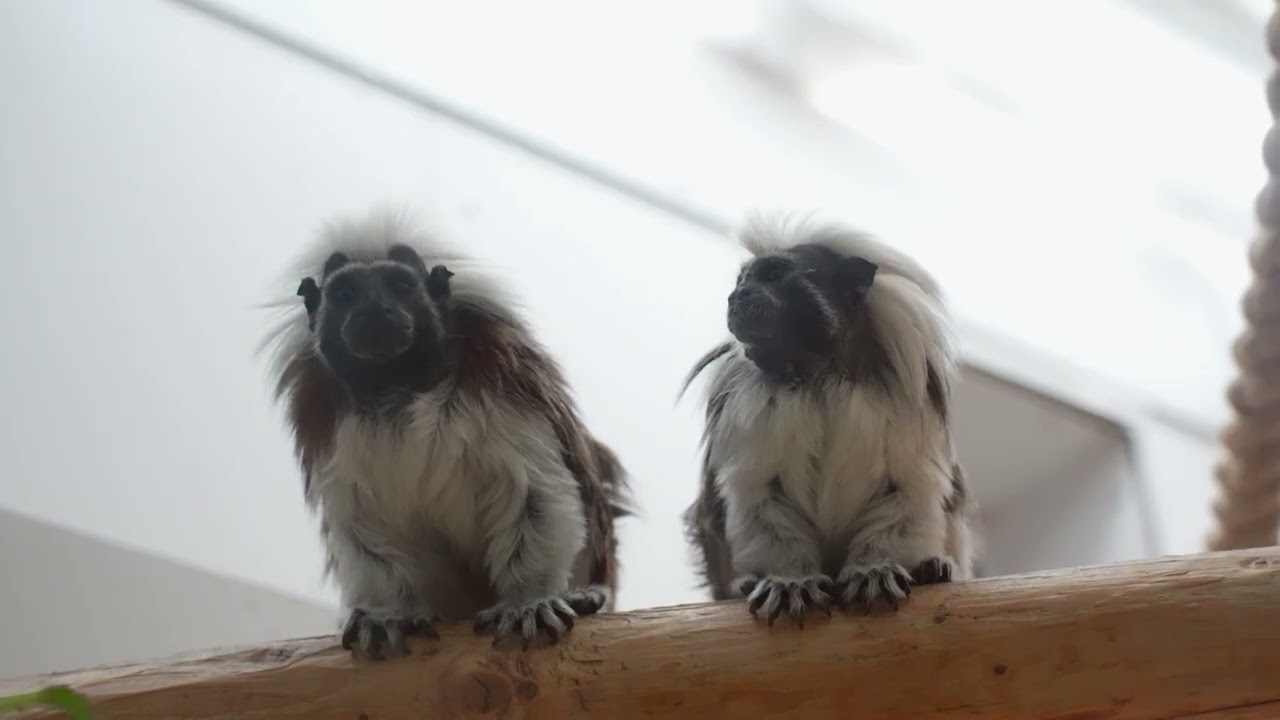 Onze Pinchéaapjes Rikchaq en Geb