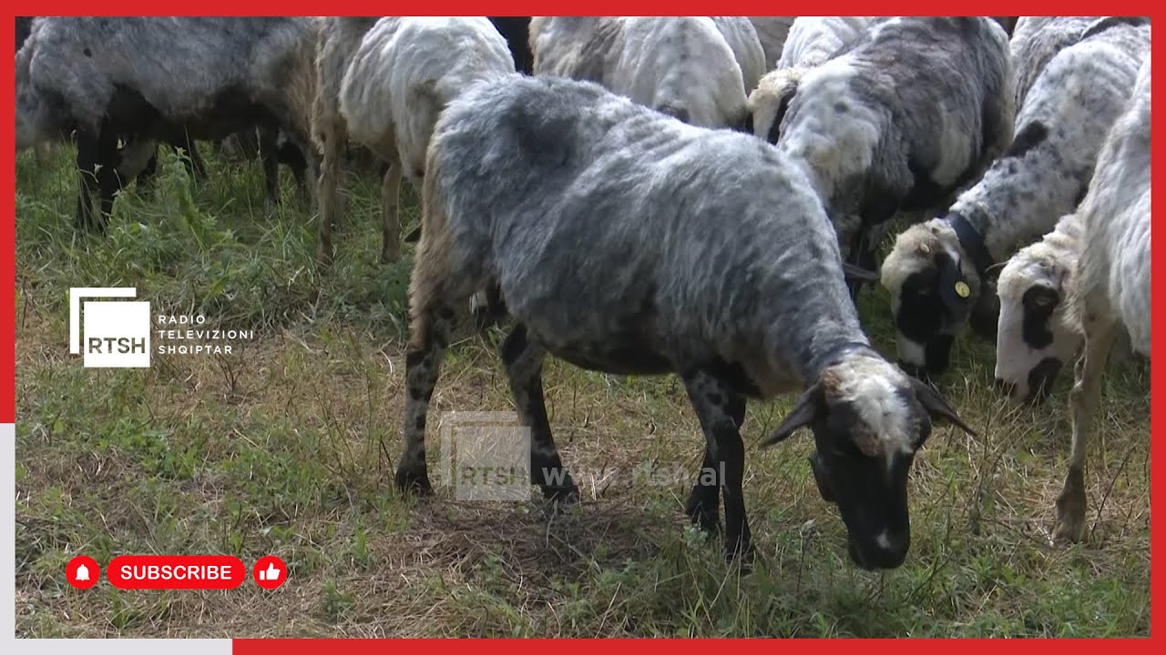 Blegtoria tradit&euml; e Lunxh&euml;ris&euml; - Kosta Dinaj ka rreth 40-t&euml; vite n&euml; k&euml;t&euml; zanat