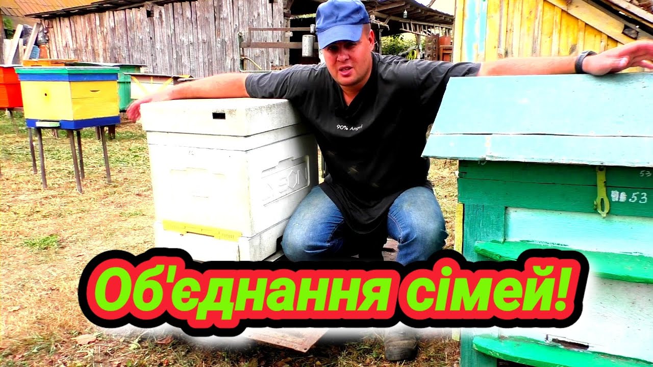 Як об'єднати бджолині сім'ї?