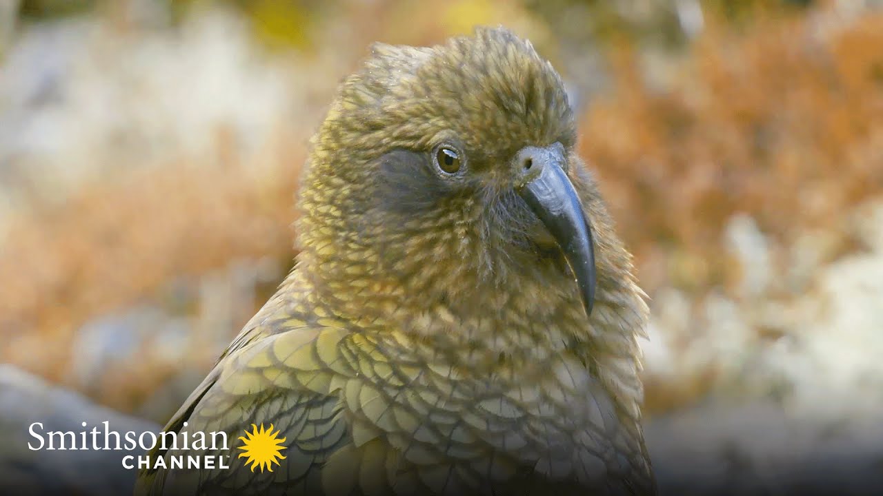 Высокоинтеллектуальный новозеландский альпийский попугай 🦜 | Smithsonian Channel