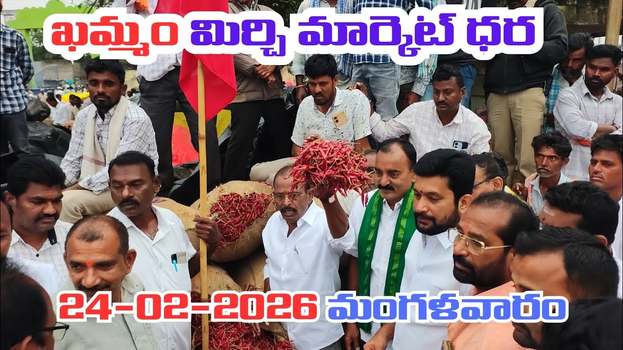 24/02/2026 khammam mirchi market price khammam mirchi market today #dharalu #mirchi#mirchiratetoday