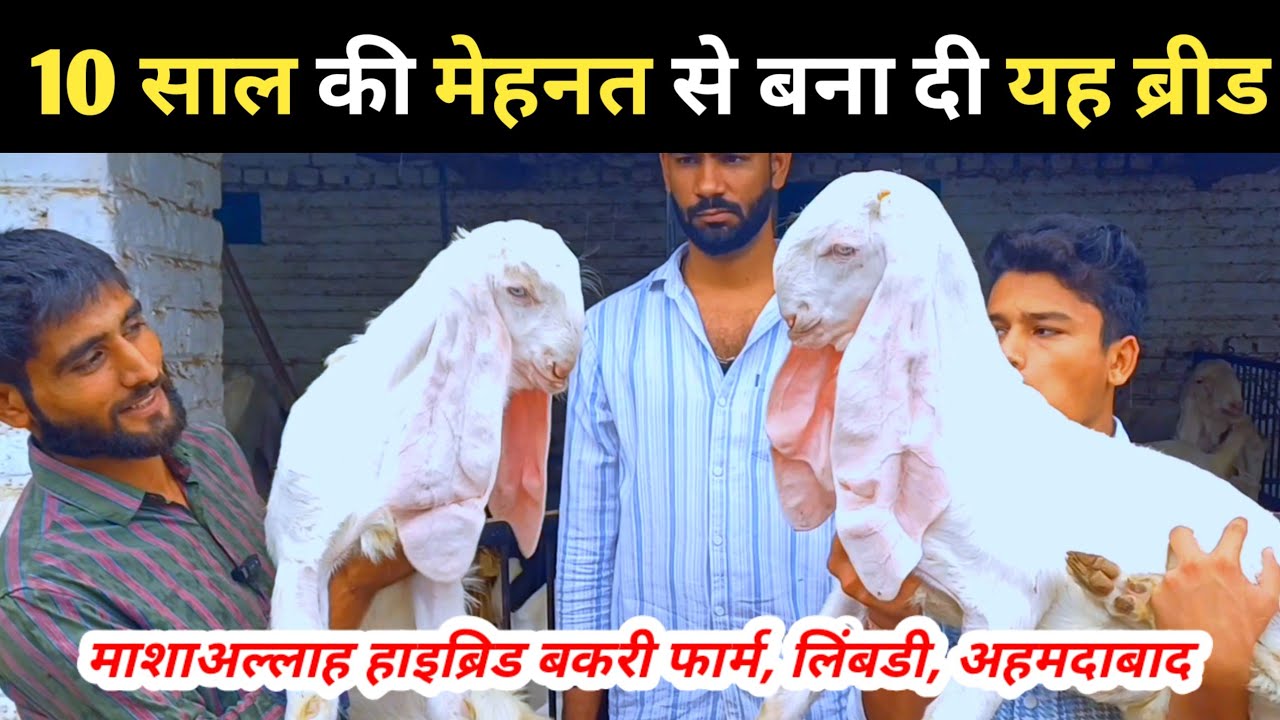 8128278685,9558639432 माशाअल्लाह हाइब्रिड बकरी फार्म, लिंबडी, अहमदाबाद | गुलाबी लोंग ईयर गोट फार्म |