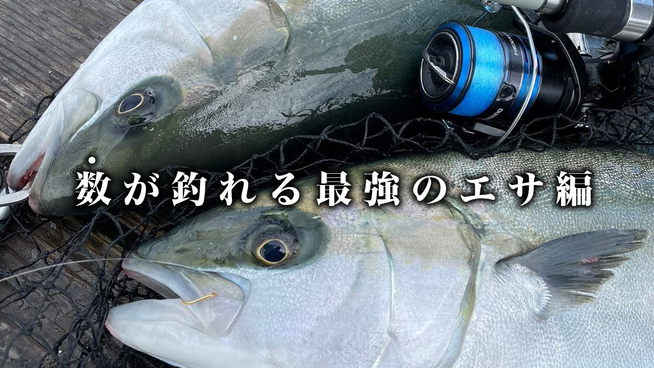 青物に真鯛、とにかく数を釣るならこのエサが最強です。
