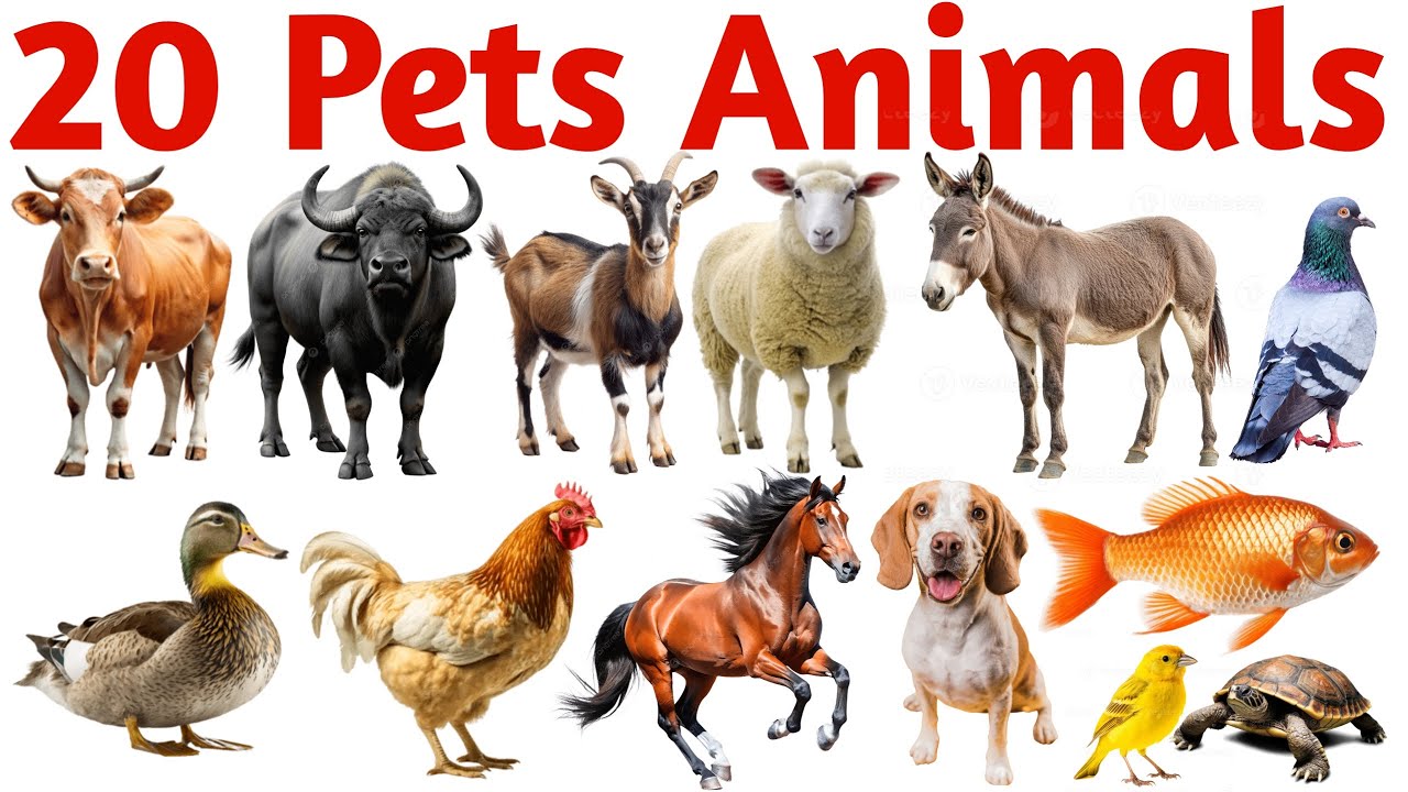 20 पालतू जानवरों के नाम | Learn 20 Pets Animals Names in English with Pictures for Kids