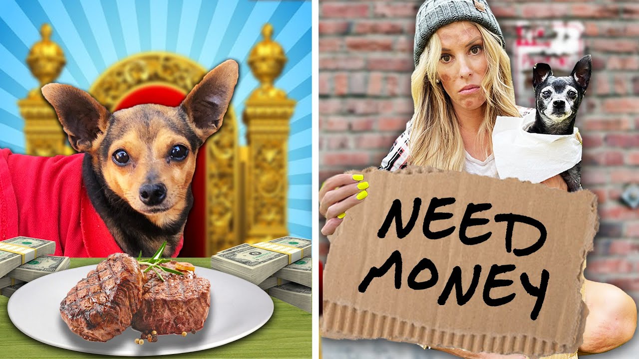 БОГАТАЯ СОБАКА ПРОТИВ РАЗБИТОЙ СОБАКИ - PawZam Dogs