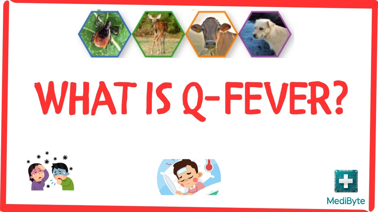 What is Q Fever? 🐄