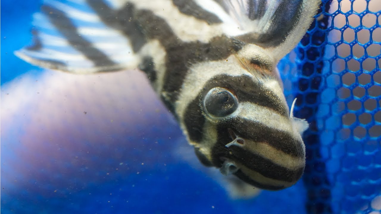 Новый рыболовный тур! Множество кори, плеко, радужных и других рыб! У нас есть L173!