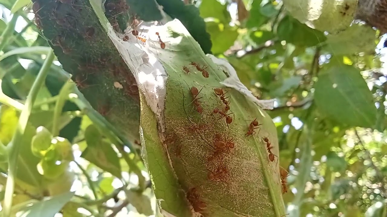 The Busy Buzz of the Red Ant Colony #exotic  #AmazingInsects