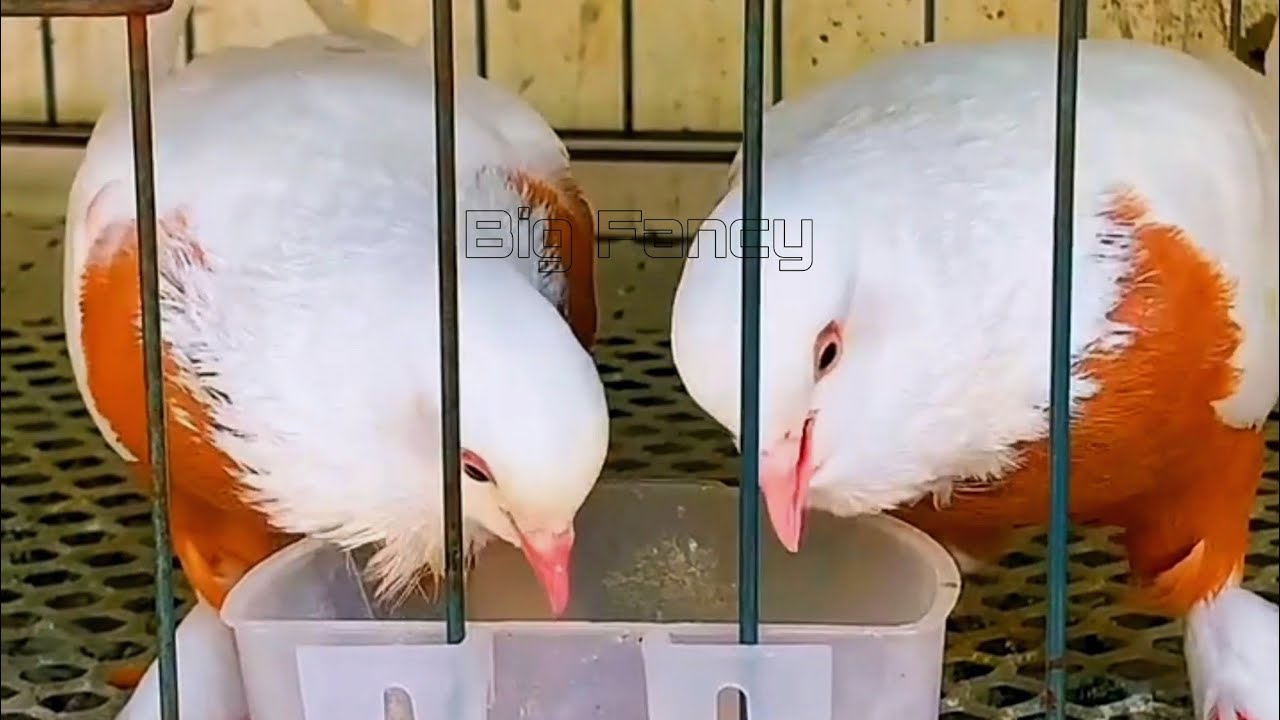 Beautiful Fancy Pigeon's Video: fancy pigeon loft -breeding fancy Pigeons & Farm Footage Compilation