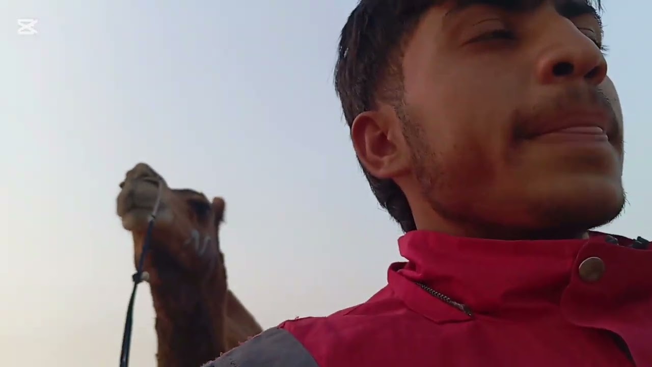 Camel waking to 4 km Daly 