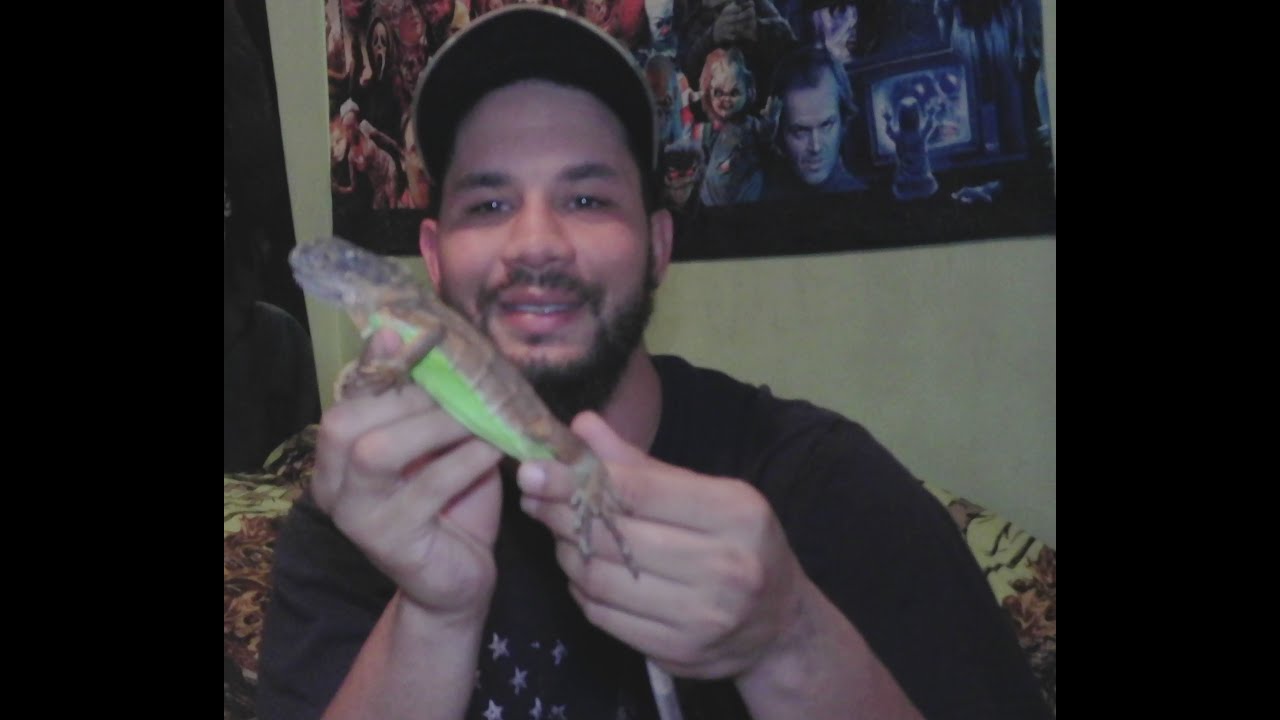 UNBOXING MY NEW RED IGUANA FROM UNDERGROUND REPTILES!!