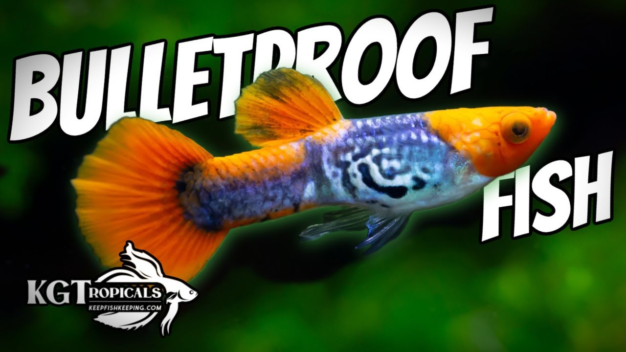 I Dare You To Try To Kill These Fish!