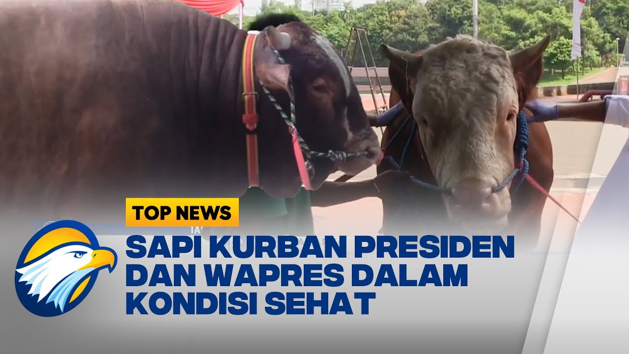 Petugas Periksa Kesehatan Sapi Kurban MIlik Presiden dan Wakil Presiden