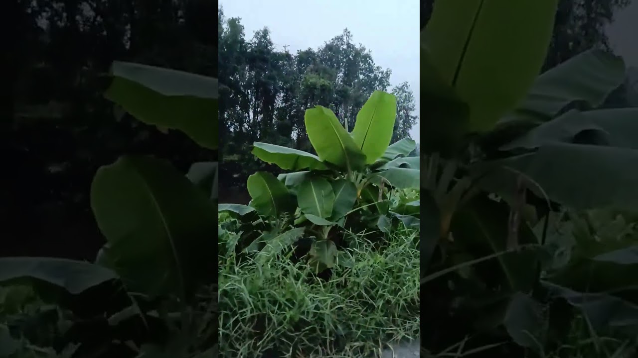@Duong Thuy_u3n cảnh đồng quê 