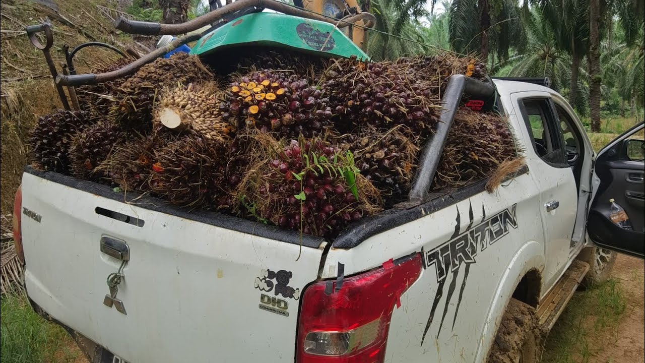 Ngambik sawit maia ari merdeka