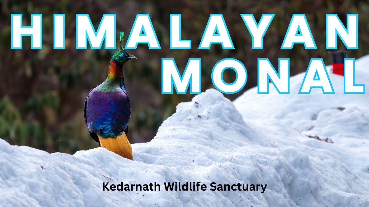 Himalayan Monal Male | Lophophorus impejanus