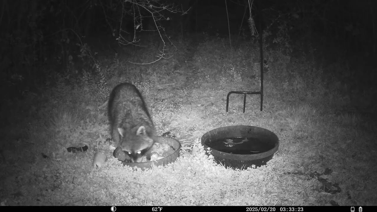 Trail Cam 2026 FEB 20