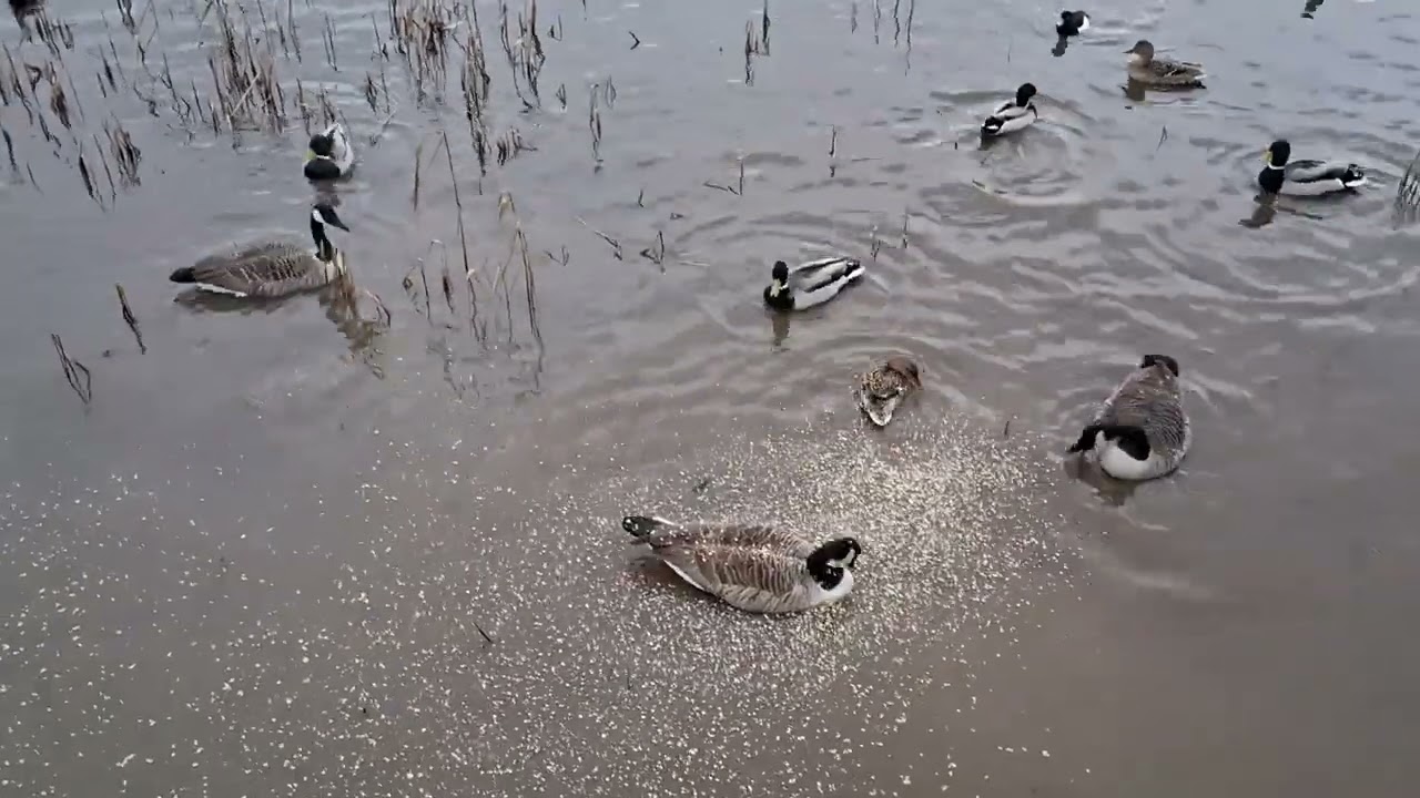 Days out with Guy*Waters Edge Country Park Barton Upon Humber January 2026*
