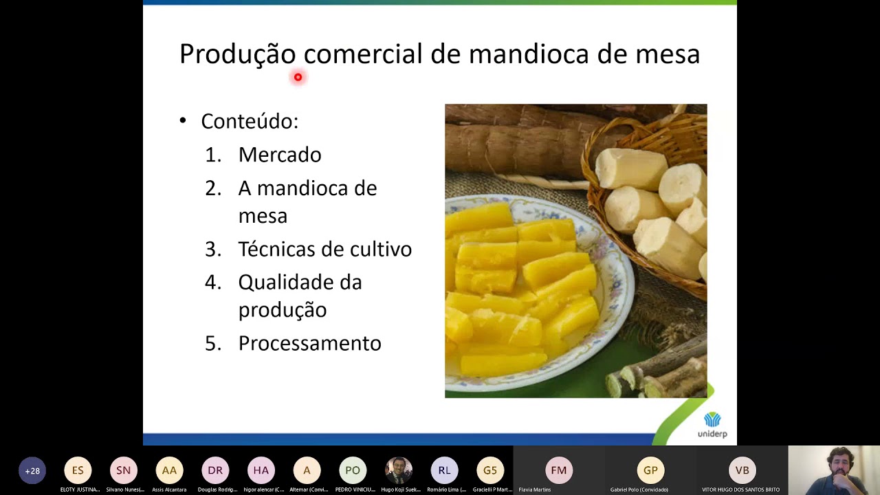 Produção comercial de mandioca de mesa