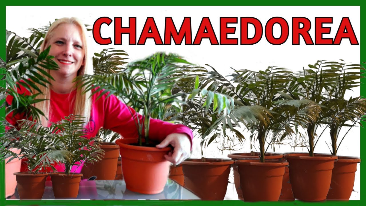 🌿CHAMADORREA │CHAMADORREA ELEGANS o PALMERA DE INTERIOR@VerónicaCampaniniPlantas
