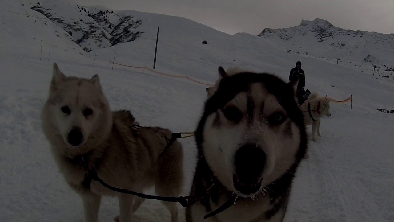 Chiens de traineau (St François Longchamp 2016)