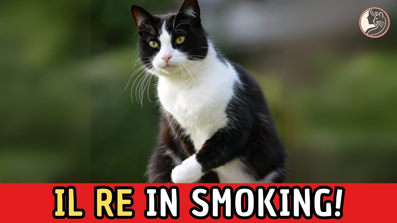 Perché il Gatto Tuxedo È Considerato il Più Affascinante di Tutti? 🖤🤍🐾
