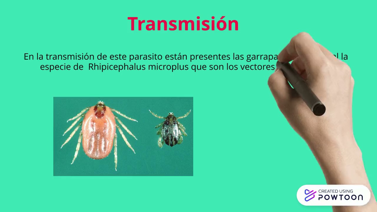 babesia bovis