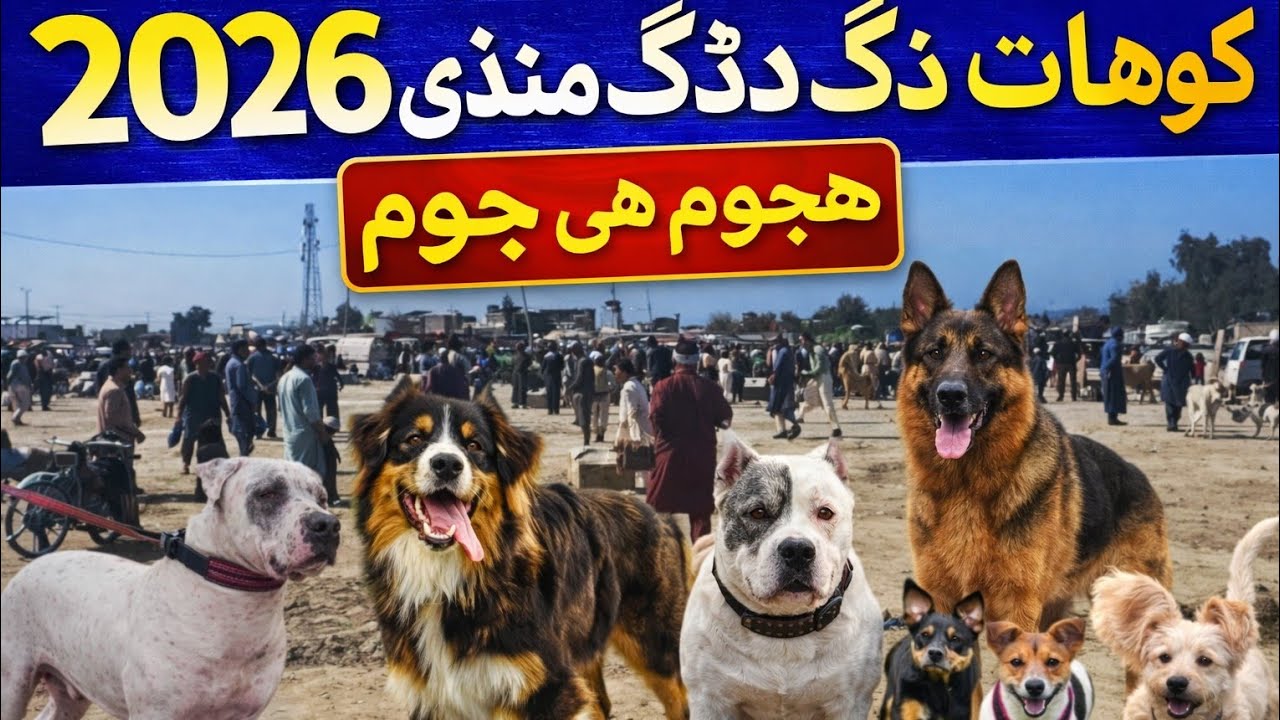 Alabai, German Shepherd & Gultair | Power Breeds of Kohat Dog Mandi #dogmarket