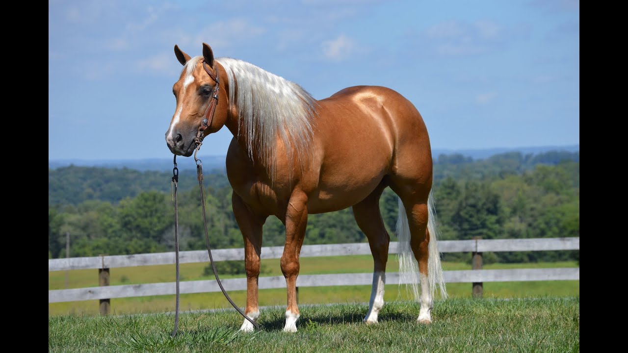 Guns Double Deuce offered by No Reins Performance Horses