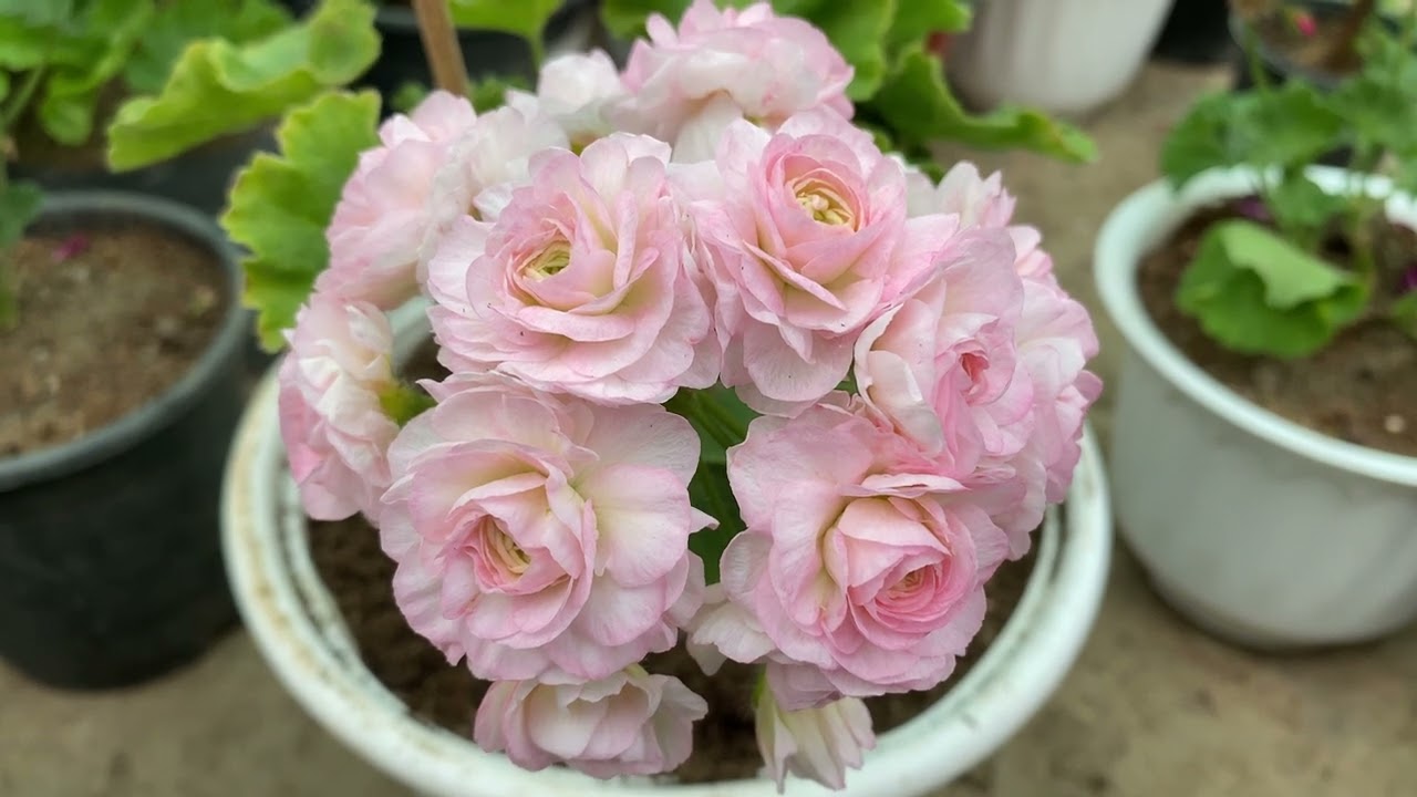 Geranium | fusia | jerusalem daisy | plants | flowers | Aizawl | Mizoram | pangpar