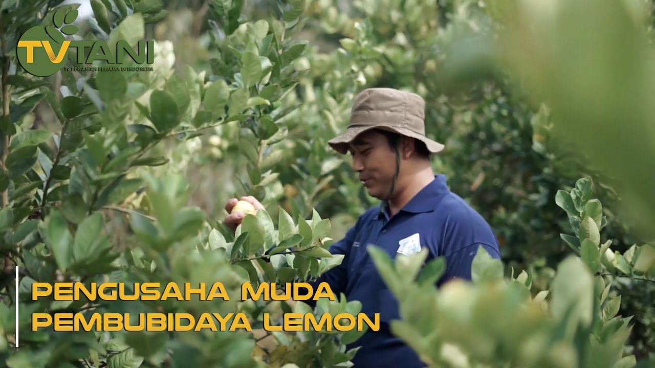 Pengusaha Muda Pembubidaya Lemon