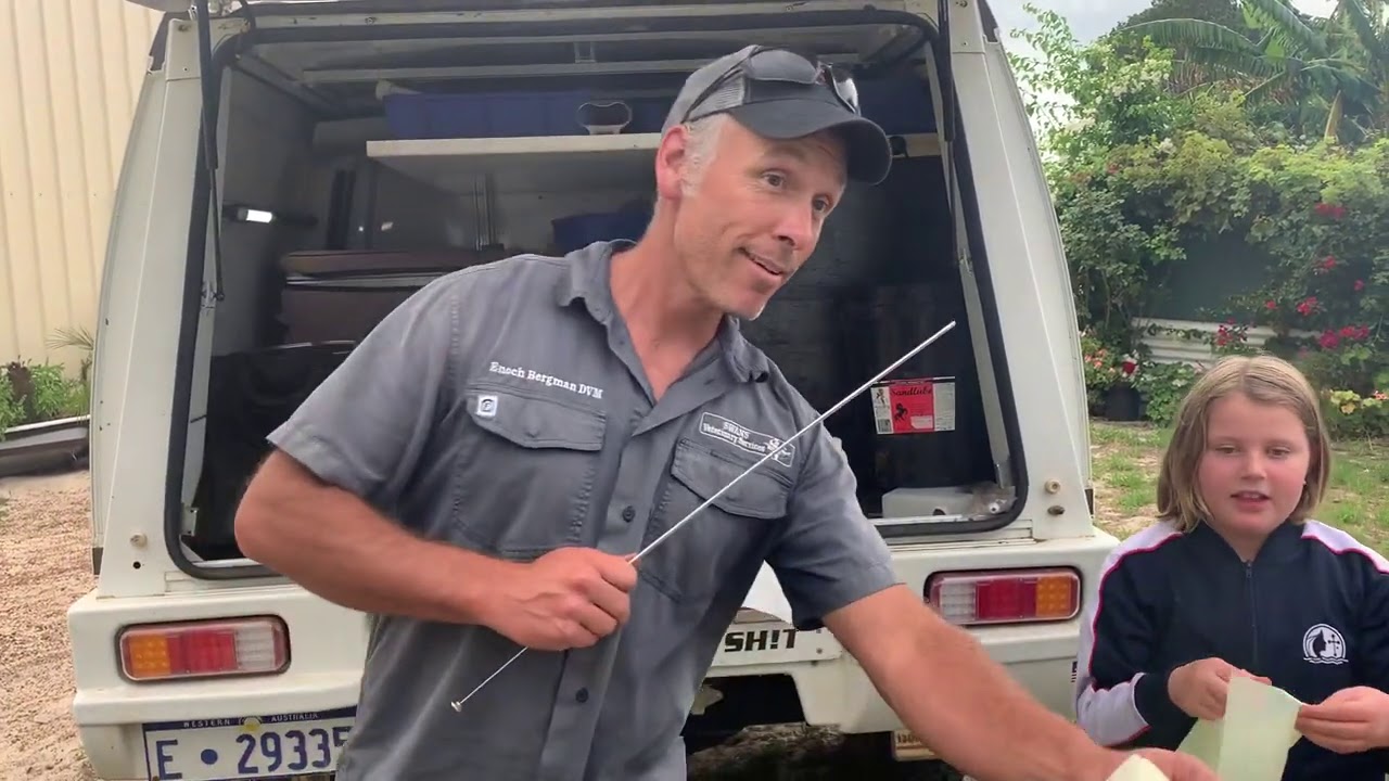 HUGE Artificial Insemination Program - Making Babies With My Good Mates