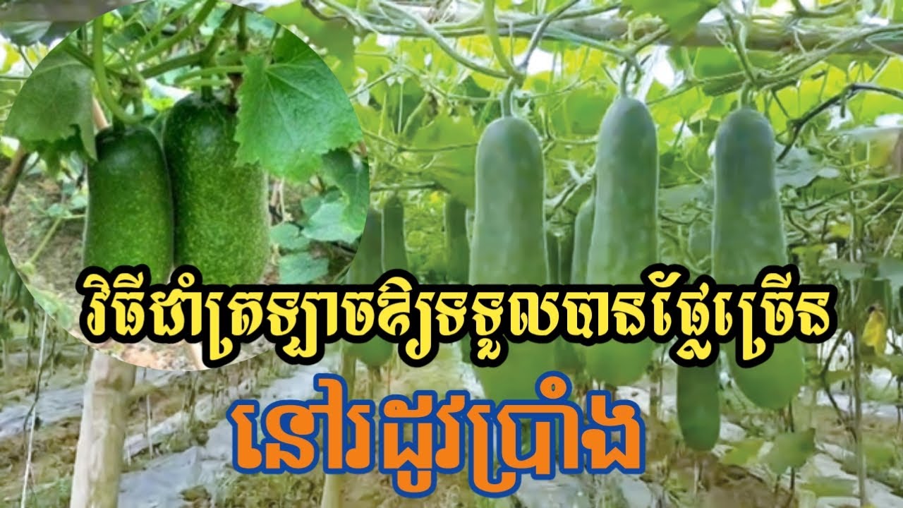 វិធីដាំត្រឡាចឱ្យទទួលបានផ្លែច្រេីន នៅរដូវប្រាំង