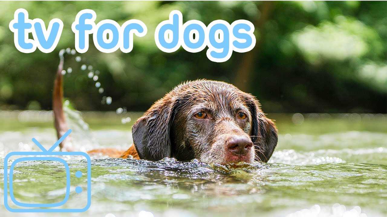 TV for Dogs: Virtual Woodland Walk - Soothing Walking TV!