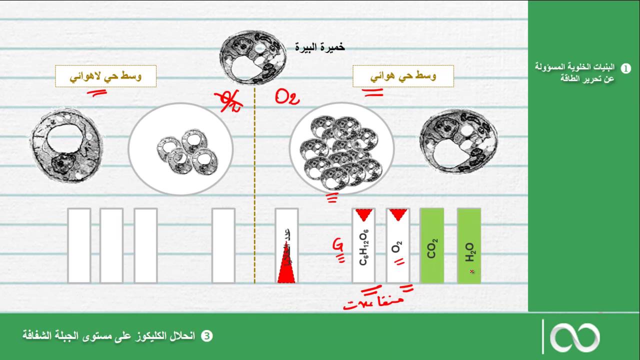 علوم االحياة والأرض  الثانية بكالوريا|  انحلال الكليكوز