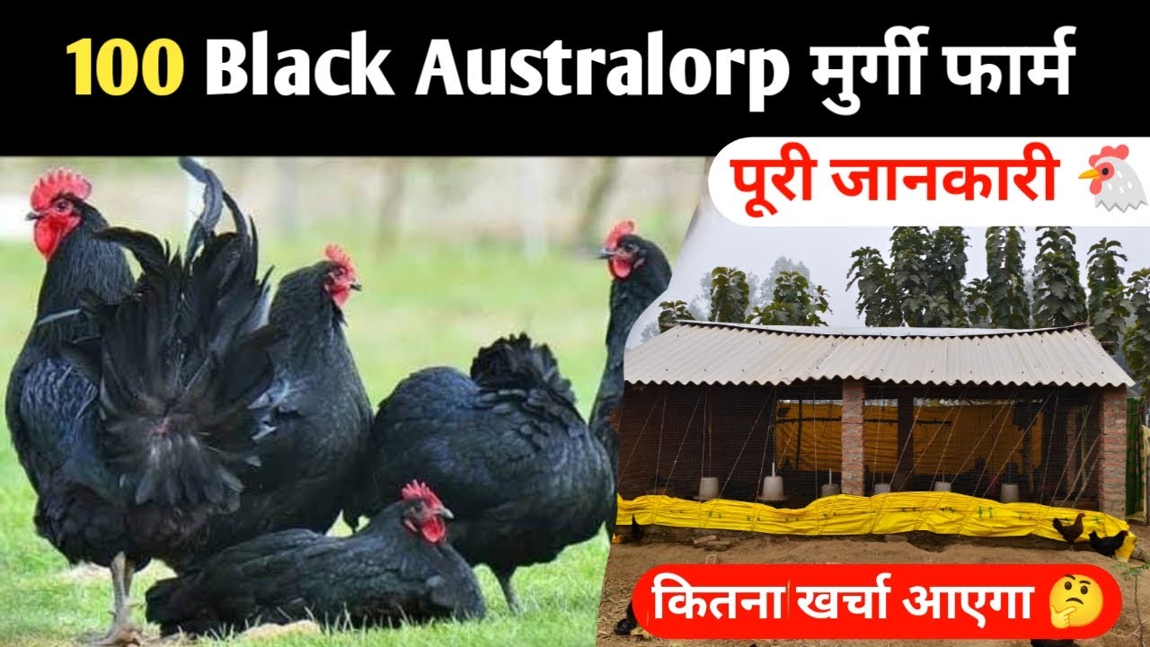 100 Black australorp मुर्गी फार्म की पूरी जानकारी 🐔 #100blackaustralorp #blackaustralorp #murgifarm
