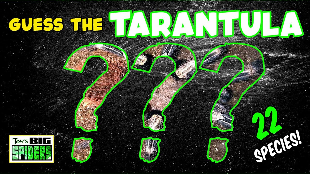 Name that Tarantula Species! 22 Spiders!