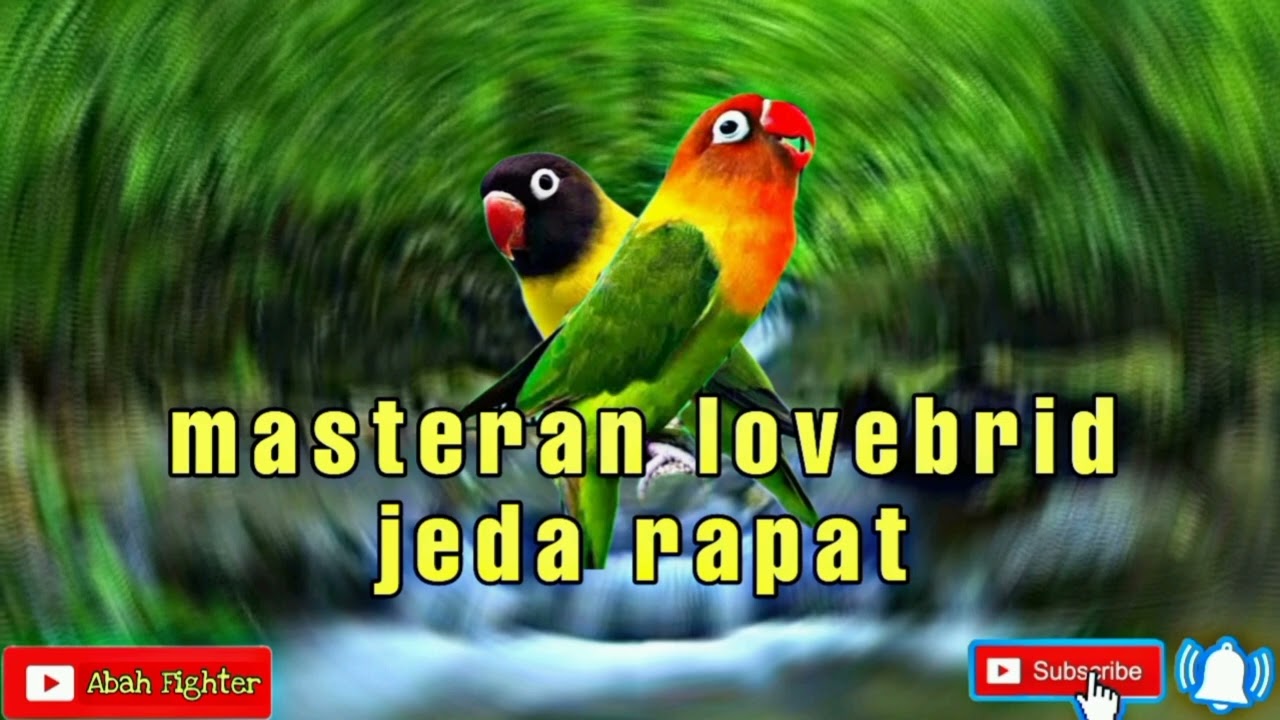 masteran lovebrid jeda rapat