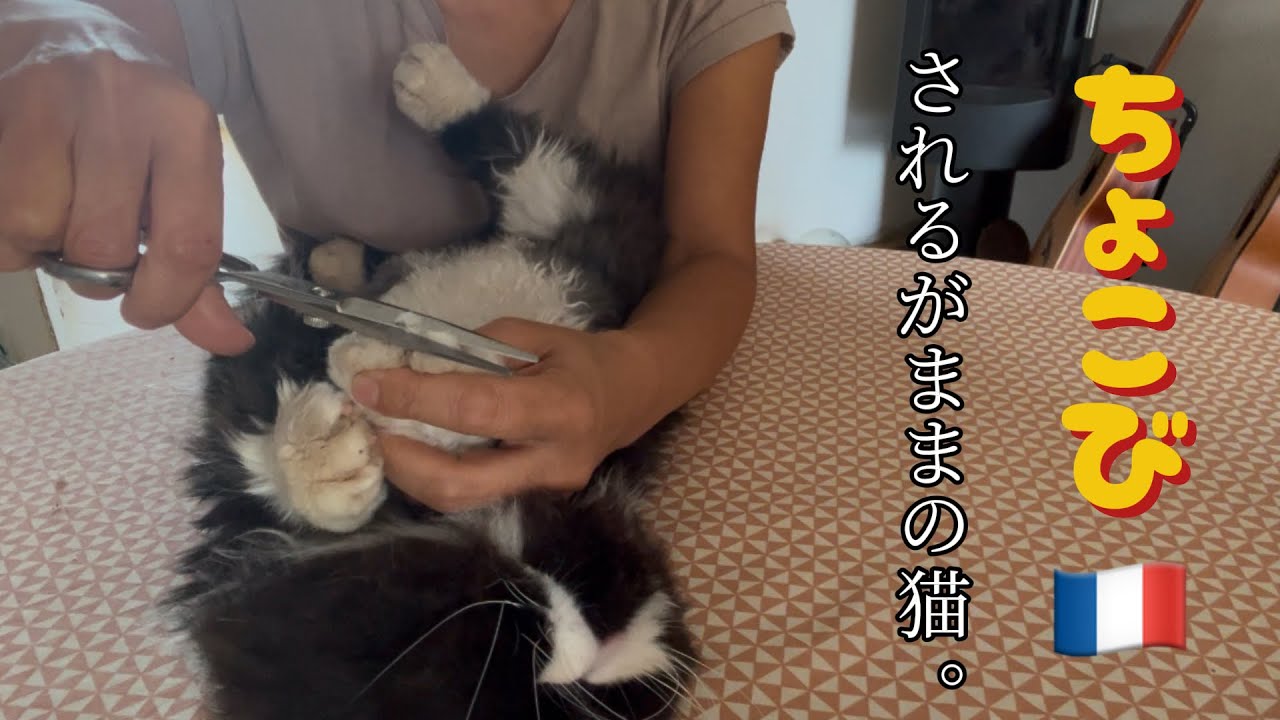 🇫🇷されるがままの猫✂️