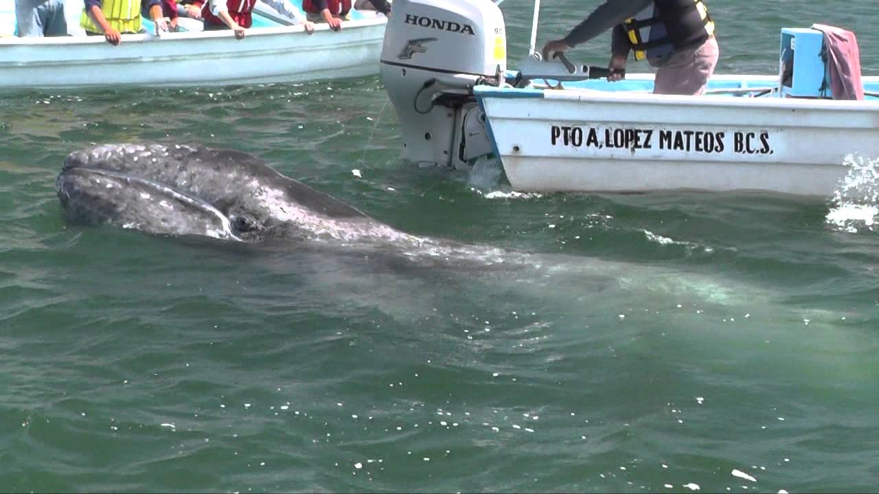 Petting Baby Whales in Mexico 2013
