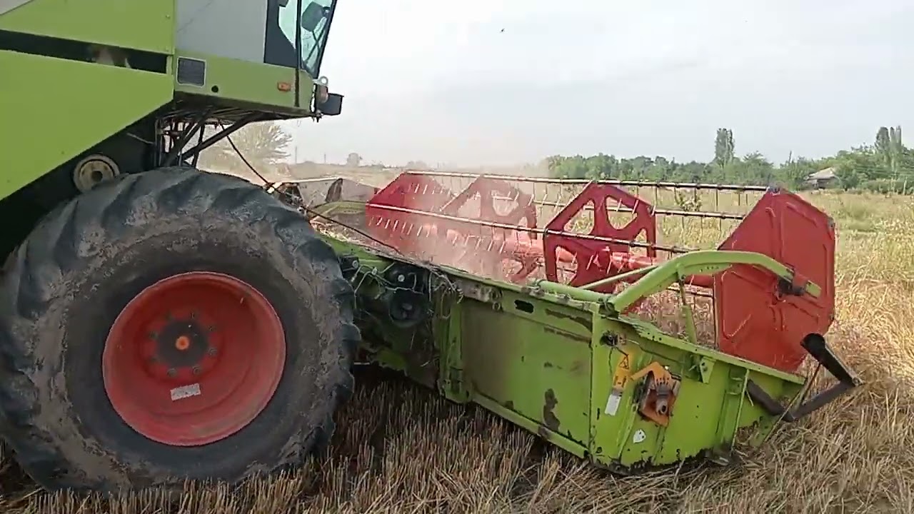 Зерноуборочный комбайн CLAAS Dominator 130 в поле. Уборка зерновых 2025 года.
