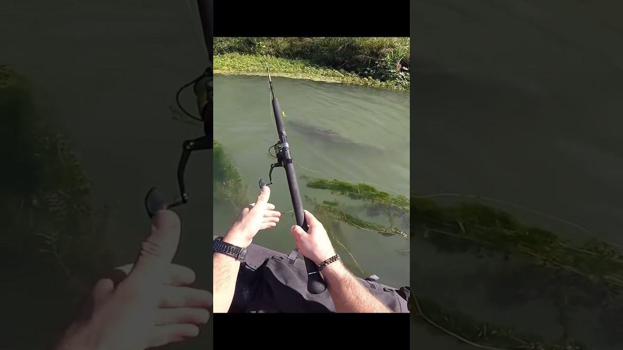 Catfish on the surface 🎣#catfish #fishing #silure #attack #peche #catchandrealease