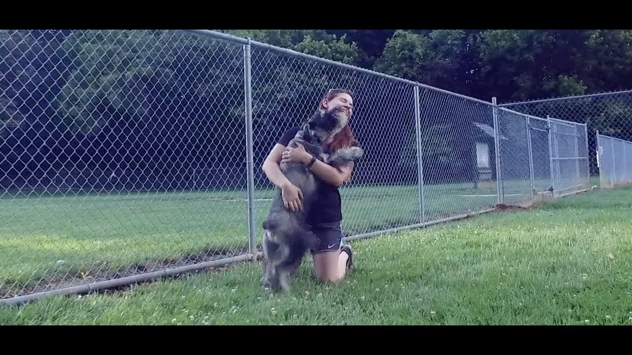 Best Dog Training in Columbus, Ohio! 2 Year Old Standard Schnauzer, Dodger!