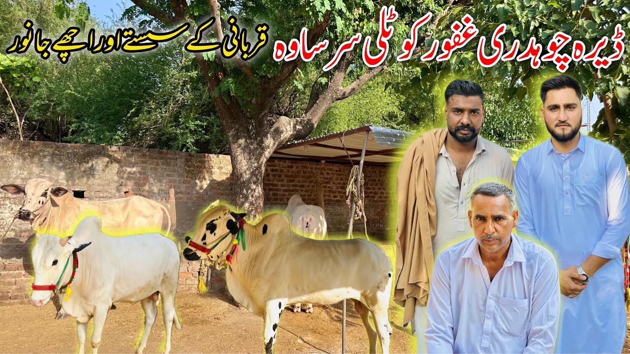 Cheap sacrificial animals in Dera Chaudhry Ghafoor, Kotli, Sarsawa
