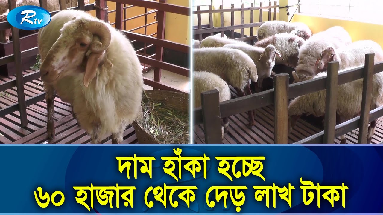 মধ্যপ্রাচ্যের প্রাণী দুম্বার খামার এখন নরসিংদীতে ; হাটে আলোড়ন | Dumba | Qurbanir Hat | Rtv News