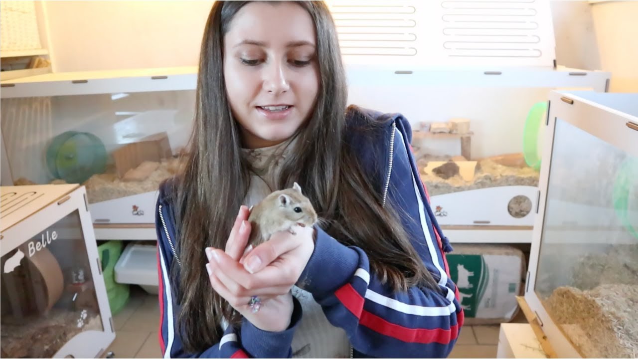 Базовый уход за песчанками 🐁 | 5 советов (для новичков)