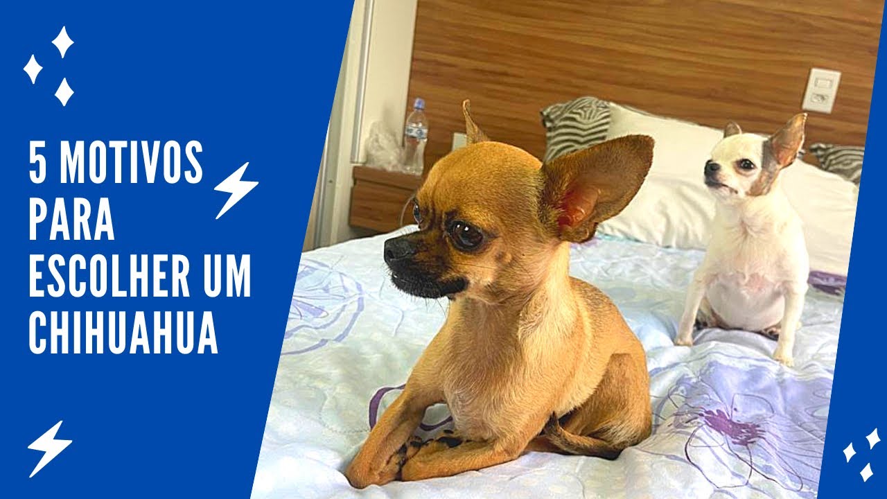 5 MOTIVOS PARA TER UM CHIHUAHUA