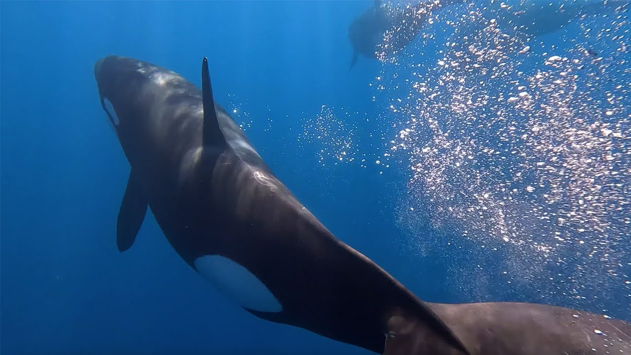 Rare ETP Killer Whale Encounter