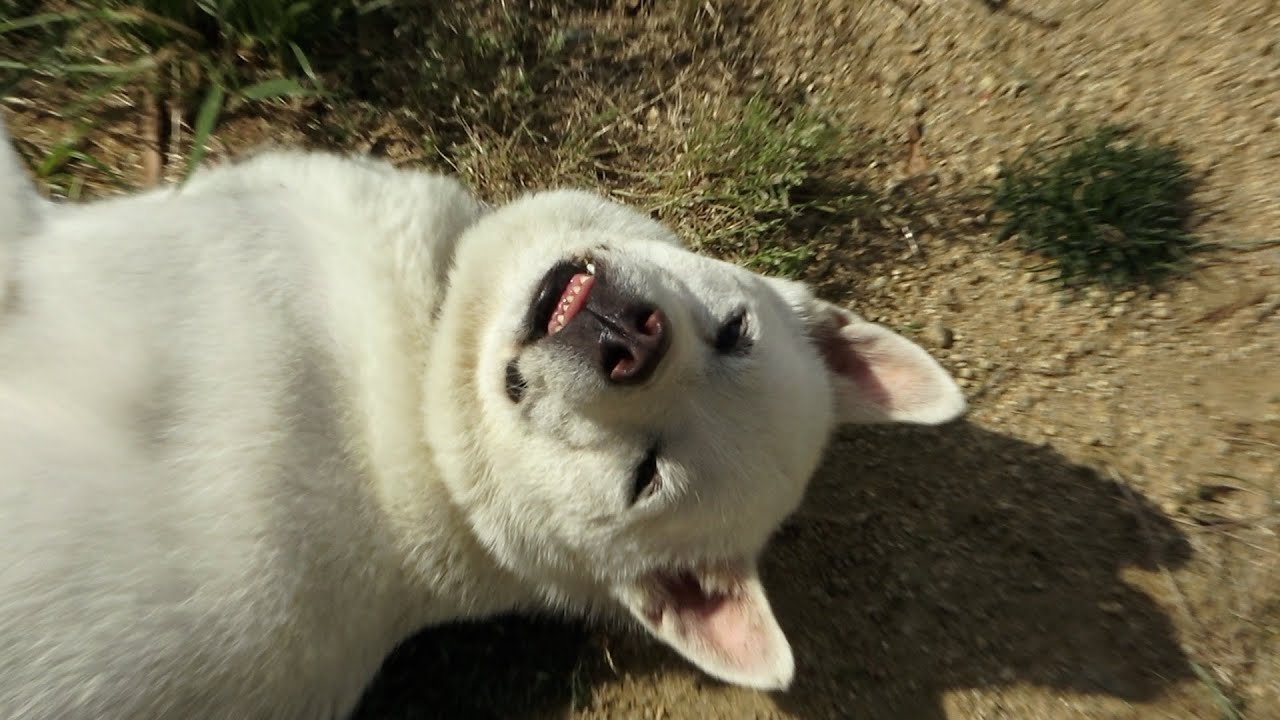 昔使っていたカメラに残っていた映像