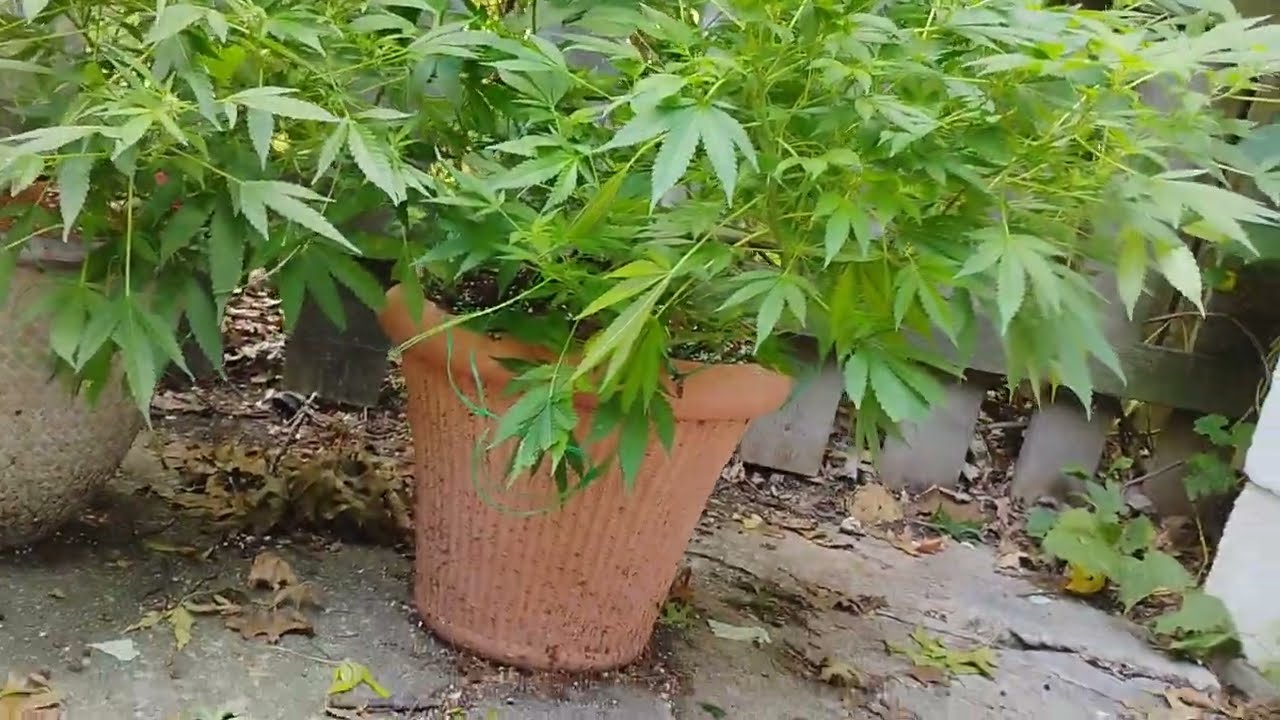 Purple Haze Outdoor - Flowering Week 2